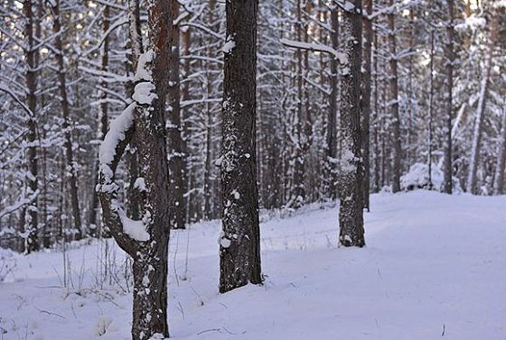 В Пензенской области поймали браконьера с капканами