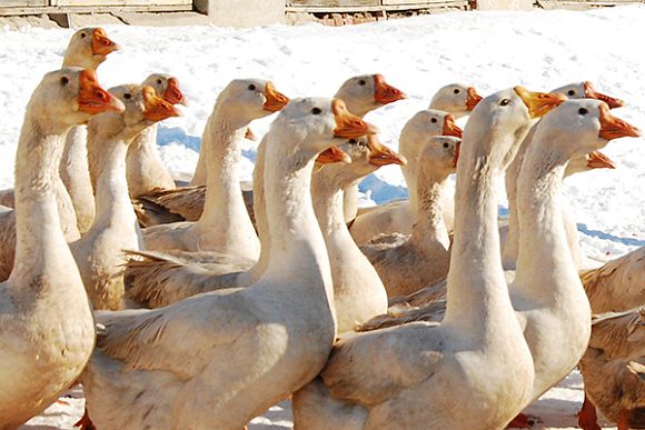 В Спасске похитители гусей меняли их по курсу 4 к 1,5