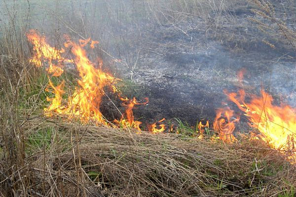 В Пензенской области лесные пожары уничтожили территорию в 10,18 га