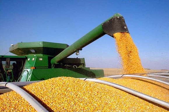 В Вадинском районе увеличат посевные площади кукурузы на зерно