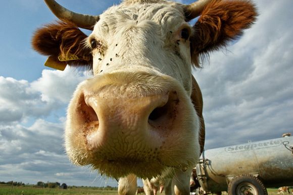 В Башмаково пенсионер стал жертвой мошенницы при продаже коровы