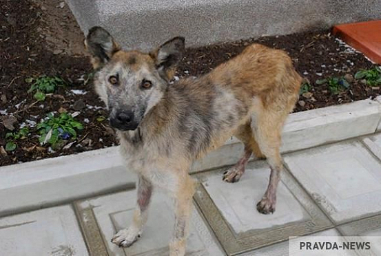 В Пензенской области выявили 58 случаев бешенства у животных 