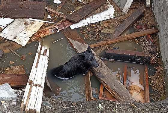 В Пензе спасатели вытащили собаку из ямы с водой