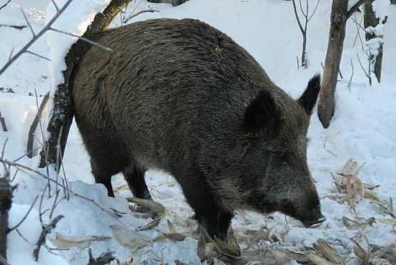 В Камешкирском районе браконьер убил двух кабанов