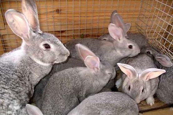 В Пензенской области будут развивать кролиководство