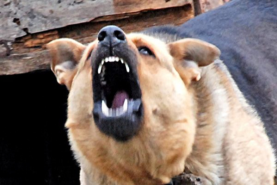 В Камешкирском районе две собаки загрызли 11 птиц в вольере