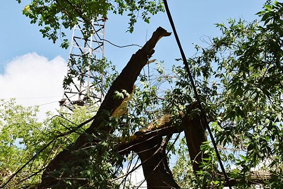 В Пензе замглавы администрации осмотрел место падения дерева