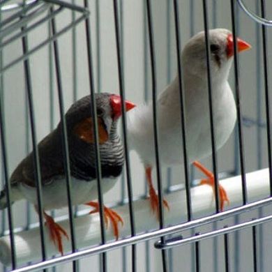 В Пензе из зоомагазина украли клетку для птиц