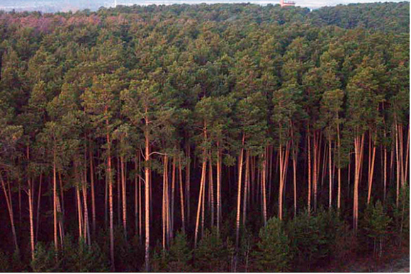 Пензенская область получит 189 млн. рублей на финансирование лесной отрасли
