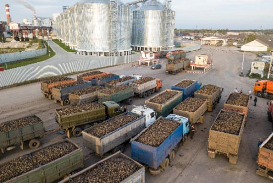 Заводы в Пензенской области произвели 100 тыс тонн сахара