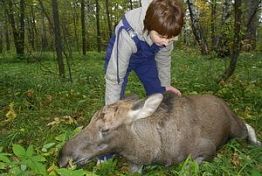 В Пензенской области ветеринары спасли жизнь двум лосятам