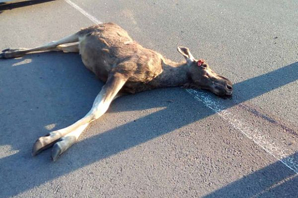 В Городищенском районе автомобиль насмерть сбил лосенка