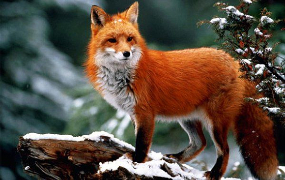 За каждую добытую лисицу охотники Пензенской области получат премию