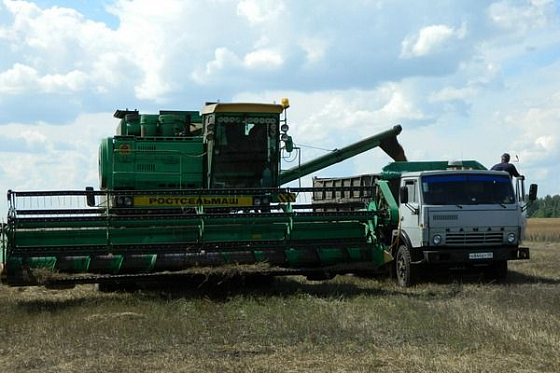 В Пензенской области начали убирать рыжик