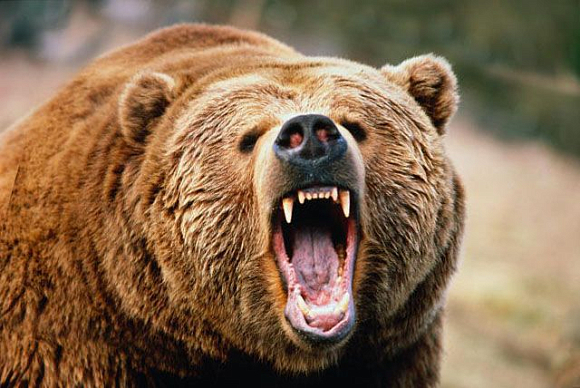 В Золотаревке медведь загрыз 50-летнего мужчину