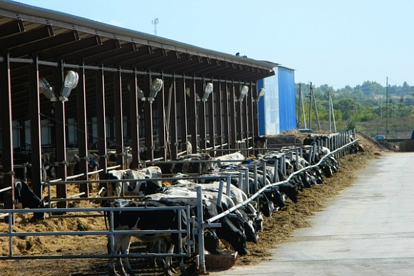 В Пензенской области открылся собственный комплекс по воспроизводству стада