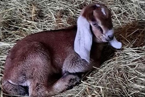 В Пензенском зоопарке у нубийской козы родился детеныш