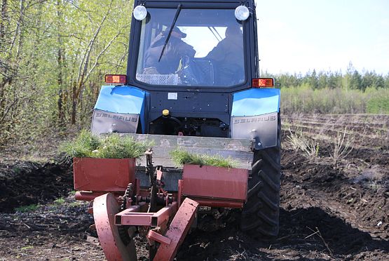 В Пензенской области высадят 2 млн сеянцев лесных деревьев