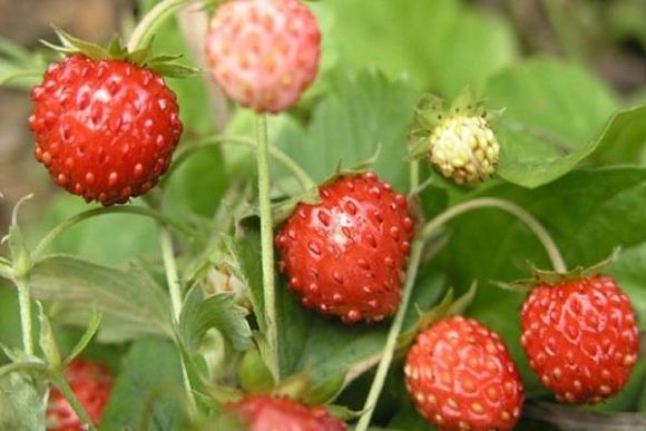 В Пензенской области реализуется пилотный проект по производству ягоды