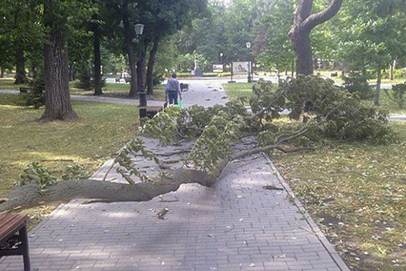 Пензенцы продолжают делиться фото поваленных деревьев