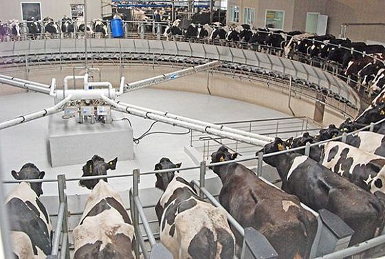 Пензенские предприятия отметили в числе лидеров по среднему надою молока