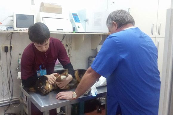 В Саратове прооперировали пса, которого пензячка нашла на улице полуживым