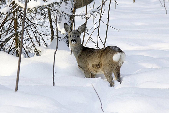 В Шемышейском районе браконьер на снегоходе убил косулю