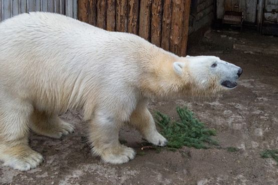 В пензенском зоопарке проведут показательное кормление белого медведя
