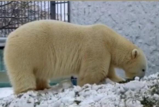 В Пензенском зоопарке для белого медведя построили «горку с секретом»