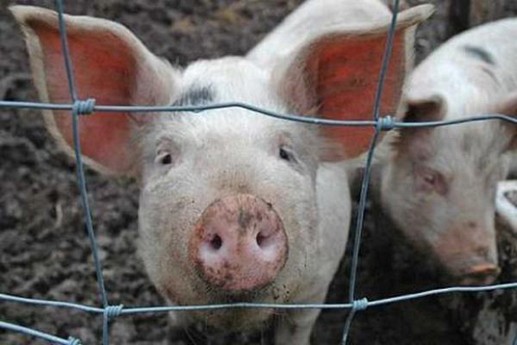 В Пензенской области объявлен карантин по африканской чуме свиней