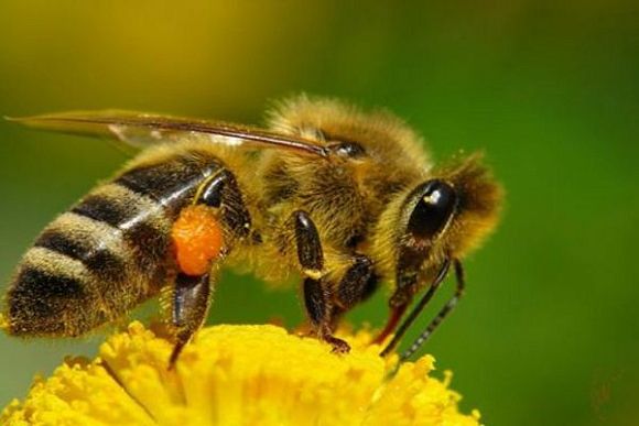 В Пензенской области пенсионер скончался после укуса пчелы