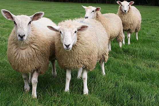 Пензенских сельхозпроизводителей обучат основам бройлерного овцеводства