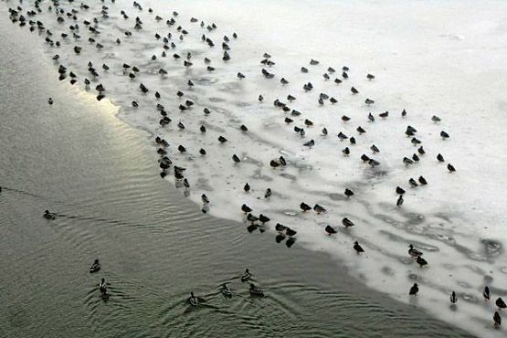 В Пензе под плотиной ТЭЦ обнаружена колония водоплавающих из 287 особей