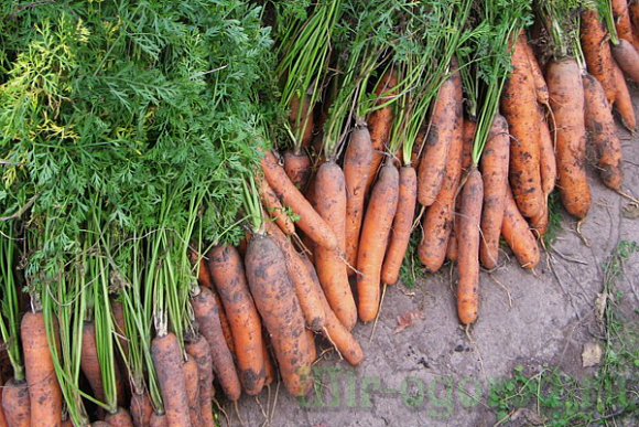Нужно ли укрывать морковь на зиму?