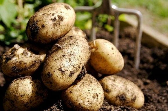 Урок на картофельном поле