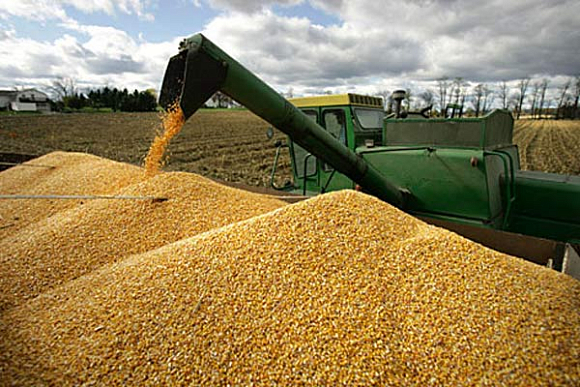 Наибольшая урожайность зерновых — в Спасском районе