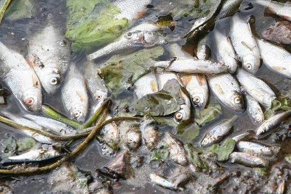 Росприроднадзор начал проверку по факту массовой гибели рыбы под Пензой