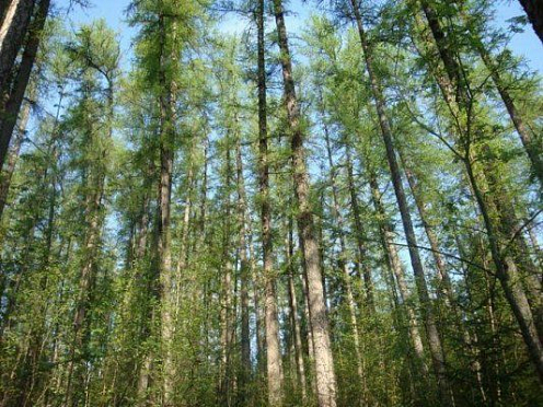 В Ленинградской области в лесу убило током 5-летнюю девочку и ее мать