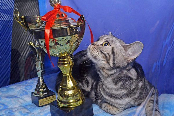 В Пензе погладить котика стоит 300 рублей