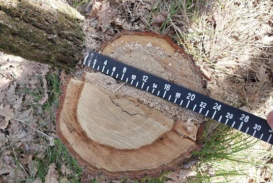 В Пензенской области незаконно вырубили дубы