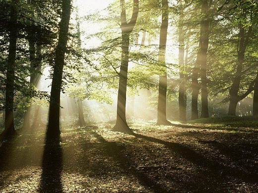 WWF дала высокую оценку качеству лесоуправления в Пензенской области