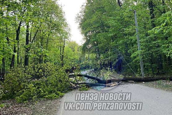 В Пензе на Олимпийской аллее дерево упало на пешеходную зону