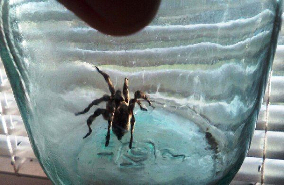 Житель Мокшанского района поймал тарантула у себя дома