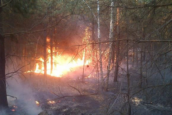 В Пензенской области ликвидировали 26 лесных пожаров