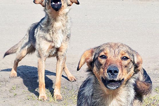 «Стынет кровь»: пензенцы назвали адреса, где бродят стаи агрессивных собак