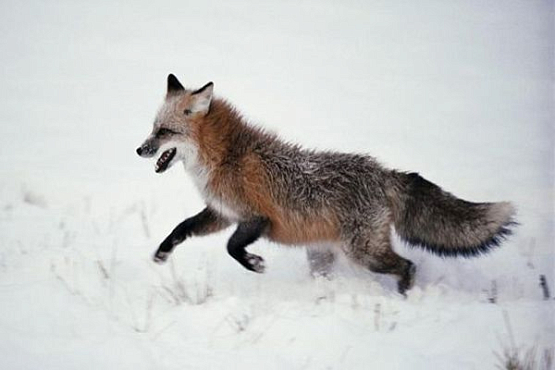 В Никольском районе за добычу более 12 лисиц разрешат охоту на кабана