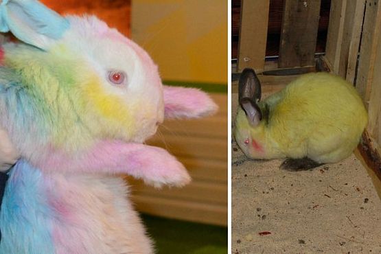 В Пензе бурно обсуждают покраску кроликов в контактном зоопарке