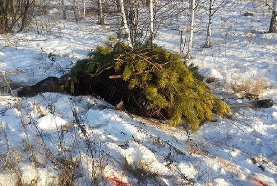  В Кузнецком районе браконьер спрятал убитую лосиху под ветками