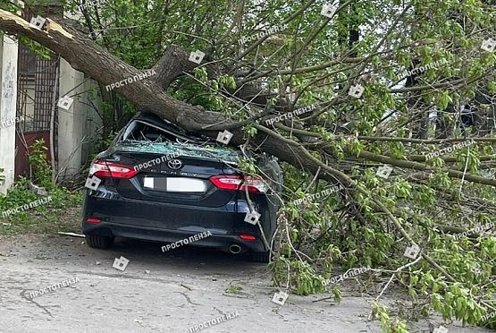 В Пензе упавшее дерево смяло машину
