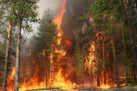 В Пензенской области объявлен пятый класс пожароопасности